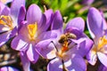 Bees collecting honey in crocus Royalty Free Stock Photo