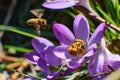 Bees collecting honey in crocus Royalty Free Stock Photo