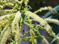 Bees Collecting honey from palm flowers. Royalty Free Stock Photo