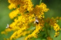 Bees collecting nectar on bright yellow flowers of Canadien goldenrod Solidago canadensis  in sunny summer natural meadow Royalty Free Stock Photo