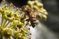 Bees collecting nectar