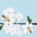 Bees collecting nectar of flowers, spring, flowering trees