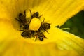 Bees collecting nectar from a pumpkin flower Royalty Free Stock Photo