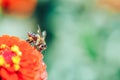 Bees collecting nectar from red flower macro close up photo Royalty Free Stock Photo