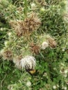 Bees collecting nector from flower view