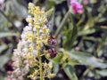 Bees collecting pollen from a flower on a mountain in Greece in Spring Royalty Free Stock Photo