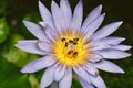 Bees collecting pollen from lotus water lilly flower, Bees do pollination Royalty Free Stock Photo