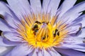 Bees collecting pollen from lotus water lilly flower, Bees do pollination is natural