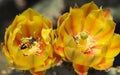 Bees Collecting Pollen From a Pair of Yellow and Orange Prickly Pear Cactus Flower Royalty Free Stock Photo