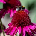 Bee collecting pollen of pink coneflower or  Echinacea purpurea - Pica Bella Royalty Free Stock Photo