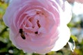 Bees collecting pollen from a rose