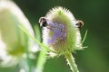 Bees collecting pollen