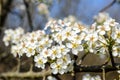 Bees collecting pollen from white flowers in orchard. Flowering tree in spring. Branch with blossoms in sunlight. Blooming tree, c Royalty Free Stock Photo