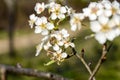 Bees collecting pollen from white flowers in orchard. Flowering tree in spring. Branch with blossoms in sunlight. Blooming tree, c Royalty Free Stock Photo