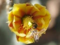 Bees Collecting Pollen From a Yellow and Orange Prickly Pear Cactus Flower Royalty Free Stock Photo