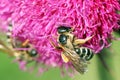 Bees collects nectar on purple flower