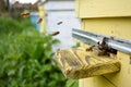 Bees come flying Royalty Free Stock Photo