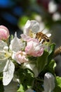 Bees crawl on and in the apple blossom. Collect nectar and flower poles