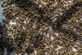 Bees crawl on honeycombs. Bees work in the hive. Apiary closeup. Honey production