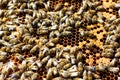 bees crawl on a wooden frame close-up. Bees on a frame with honey background