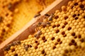 Bees creep on the honeycombs filled of honey