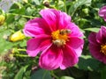 Bees on dahlia flower Royalty Free Stock Photo