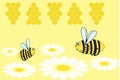 Bees on the daisies