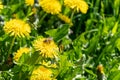bees on dandelion flowers, frankfurt, germany Royalty Free Stock Photo