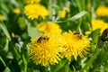 bees on dandelion flowers, frankfurt, germany Royalty Free Stock Photo