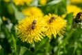 Bees on dandelion flowers, frankfurt, germany Royalty Free Stock Photo