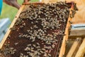 Bees on dark old wax with sealed brood and open cells with honey Royalty Free Stock Photo