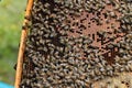 Bees on dark old wax with sealed brood and open cells with honey Royalty Free Stock Photo