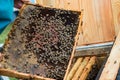 Bees on dark old wax with sealed brood and open cells with honey Royalty Free Stock Photo