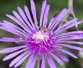 Bees are diligently picking nectar, purple flowers, white stamens Royalty Free Stock Photo