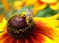 A bee working on a yellow flower collecting pollen