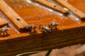 Bees drink water from a wooden board.Insect in nature Royalty Free Stock Photo