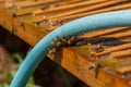 Bees drink water from a wooden board.Insect in nature Royalty Free Stock Photo