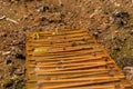 Bees drink water from a wooden board.Insect in nature Royalty Free Stock Photo