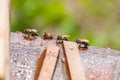 Bees drink water from a wooden board.Insect in nature Royalty Free Stock Photo