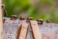 Bees drink water from a wooden board.Insect in nature Royalty Free Stock Photo