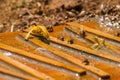 Bees drink water from a wooden board.Insect in nature Royalty Free Stock Photo
