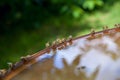 Bees drinking water in hot summer day Royalty Free Stock Photo