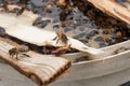 Bees drinking water in the summer. Royalty Free Stock Photo
