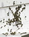 Bees entering the hive