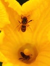 Bees, essential pollinators, inside a yellow pumpkin flower Royalty Free Stock Photo