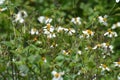 Bees in the field collect honey on Bidens pilosa