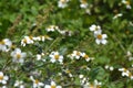 Bees in the field collect honey on Bidens pilosa