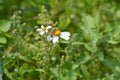 Bees in the field collect honey on Bidens pilosa