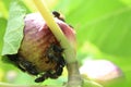 Bees and a fig fruit