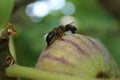 Bees and a fig fruit